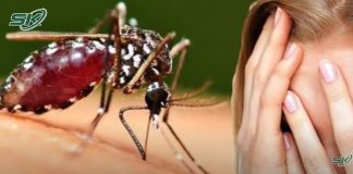 canh-giac-voi-con-trung-gay-benh-nguy-hiem-cho-nguoi-1