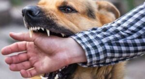 benh-dai-khong-con-co-hoi-song-khi-phat-benh-cach-chu-dong-phong-ngua-2