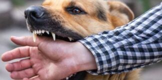 benh-dai-khong-con-co-hoi-song-khi-phat-benh-cach-chu-dong-phong-ngua-2